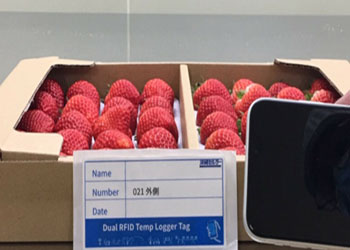  RFID Tag do sensor ajuda a fábrica de morango japonesa em controle de temperatura